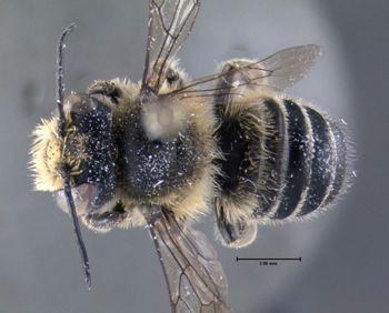 Media type: image;   Entomology 610891 Aspect: habitus dorsal view